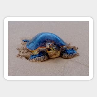 Yawning Sea Turtle Sticker